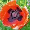 Oriental Poppy Flower Diamond Painting