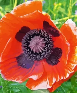 Oriental Poppy Flower Diamond Painting