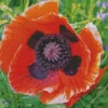 Oriental Poppy Flower Diamond Painting