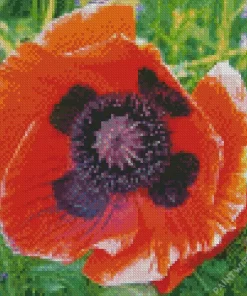 Oriental Poppy Flower Diamond Painting