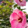 Perennial Hibiscus Diamond Painting