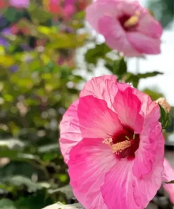 Perennial Hibiscus Diamond Painting