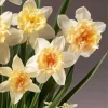 Petit Four Potted Daffodils Diamond Painting