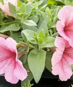 Petunia Flower Diamond Painting