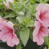 Petunia Flower Diamond Painting