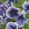 Petunia flowers Diamond Paints