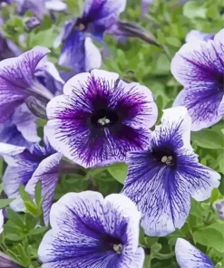 Petunia flowers Diamond Paints