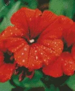 Petunias Diamond Painting