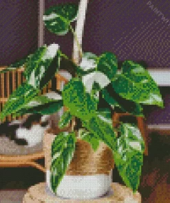 Philodendron Diamond Painting