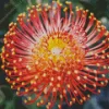 Pincushion Protea Diamond Painting