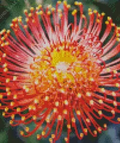 Pincushion Protea Diamond Painting