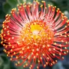 Pincushion Protea Diamond Painting