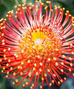 Pincushion Protea Diamond Painting