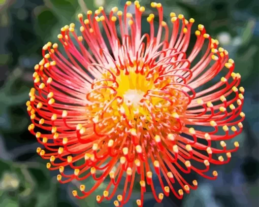 Pincushion Protea Diamond Painting