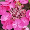 Pink Dynamo Hydrangea Serrata Diamond Painting