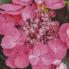 Pink Dynamo Hydrangea Serrata Diamond Painting