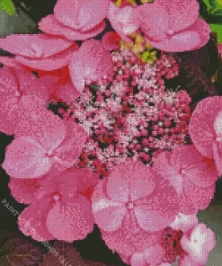 Pink Dynamo Hydrangea Serrata Diamond Painting