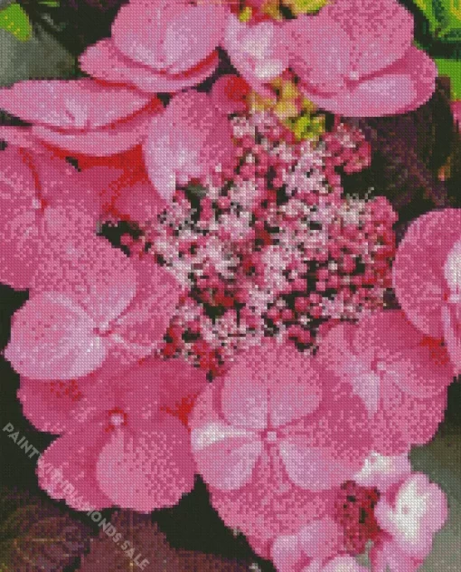 Pink Dynamo Hydrangea Serrata Diamond Painting