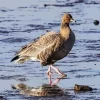 Pink Footed Geese Diamond Painting