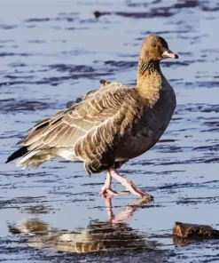 Pink Footed Geese Diamond Painting