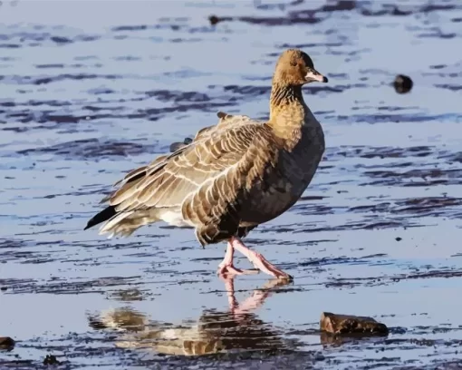 Pink Footed Geese Diamond Painting