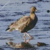 Pink Footed Geese Diamond Painting