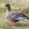 Pink Footed Goose Diamond Painting