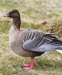 Pink Footed Goose Diamond Painting