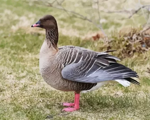 Pink Footed Goose Diamond Painting