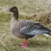 Pink Footed Goose Diamond Painting