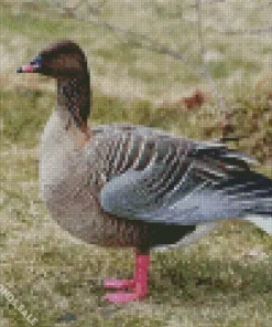 Pink Footed Goose Diamond Painting