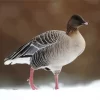 Pink Footed Goose Bird Diamond Painting