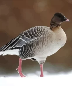 Pink Footed Goose Bird Diamond Painting