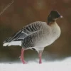 Pink Footed Goose Bird Diamond Painting