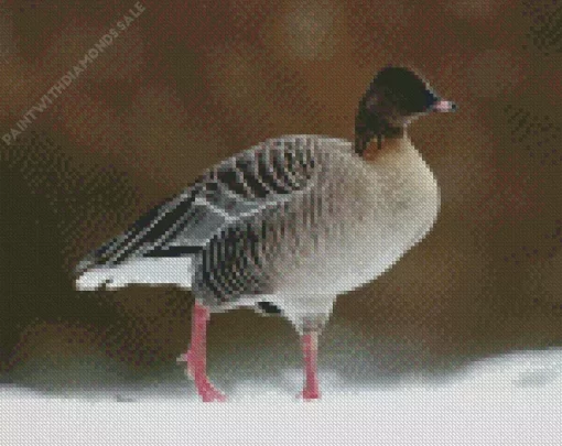 Pink Footed Goose Bird Diamond Painting