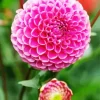 Pompon Dahlias Diamond Painting