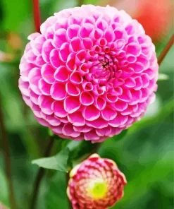 Pompon Dahlias Diamond Painting