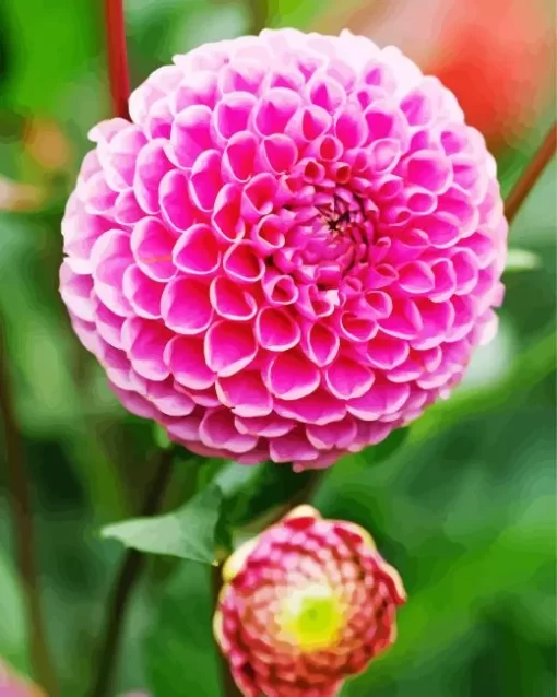 Pompon Dahlias Diamond Painting