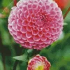 Pompon Dahlias Diamond Painting