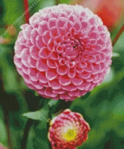 Pompon Dahlias Diamond Painting