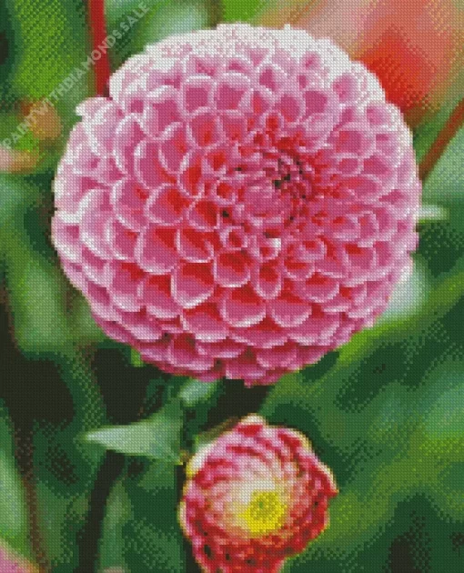 Pompon Dahlias Diamond Painting