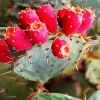 Prickly Pear Cactus Diamond Painting