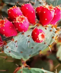 Prickly Pear Cactus Diamond Painting