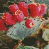 Prickly Pear Cactus Diamond Painting