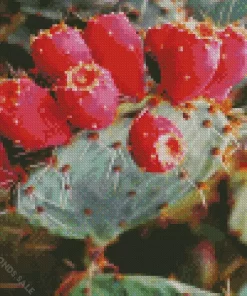 Prickly Pear Cactus Diamond Painting