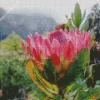 Protea Diamond Painting