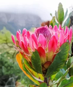 Protea Diamond Painting