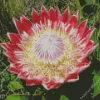 Protea Cynaroides Diamond Painting