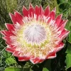 Protea Cynaroides Diamond Painting