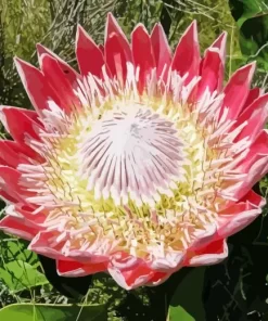 Protea Cynaroides Diamond Painting